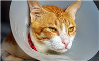 猫咪患上口炎、口臭严重怎么办？