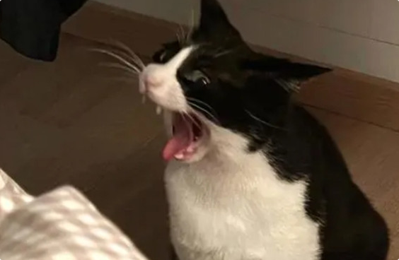 猫咪癫痫发作该如何急救? 猫咪癫痫发作该如何急救?