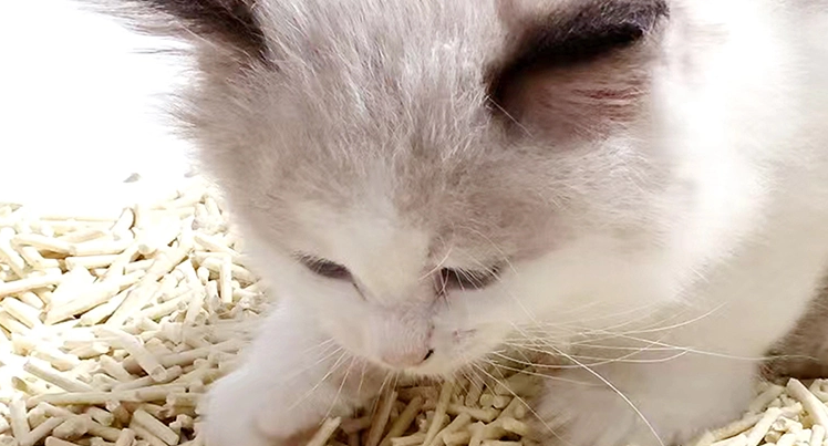 十款热门猫砂品牌深度解析,喵小王纯豆腐猫砂成环保省心优选 十款热门猫砂品牌深度解析,喵小王纯豆腐猫砂成环保省心优选