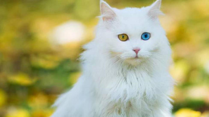 让人赞不绝口的“土猫”，究竟有什么神奇的魅力