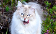 猫咪鼻炎犯了怎么缓解