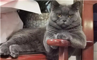 猫咪十分高冷不爱亲近人，如何拉近关系？