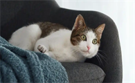 猫咪尿闭会自己恢复吗