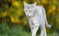 猫咪皮肤反复结痂该怎样处理