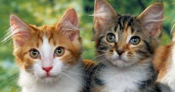 猫咪害怕直视对视,是眼部畏光敏感加剧吗? 猫咪害怕直视对视,是眼部畏光敏感加剧吗?
