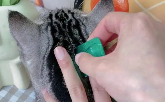 猫咪体内外驱虫频率多久一次？