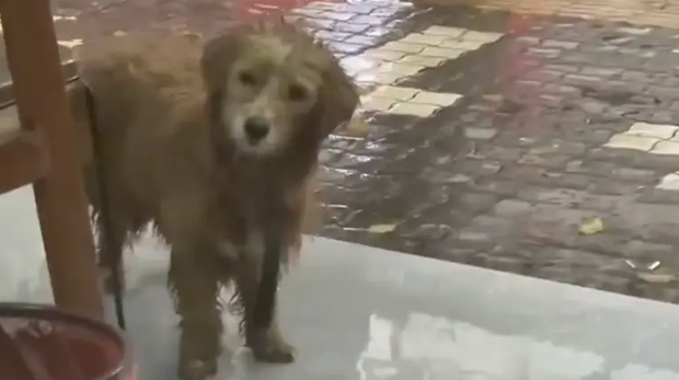 两只小流浪狗在暴雨中互相依偎取暖,网友路过将它们带回家 两只小流浪狗在暴雨中互相依偎取暖,网友路过将它们带回家