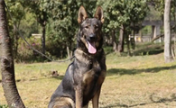中华田园犬之昆明犬：不是土狗、拿过国奖、能缉毒搜爆