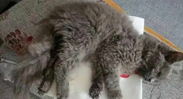 猫咪猫传腹会传染吗 猫咪猫传腹会传染吗