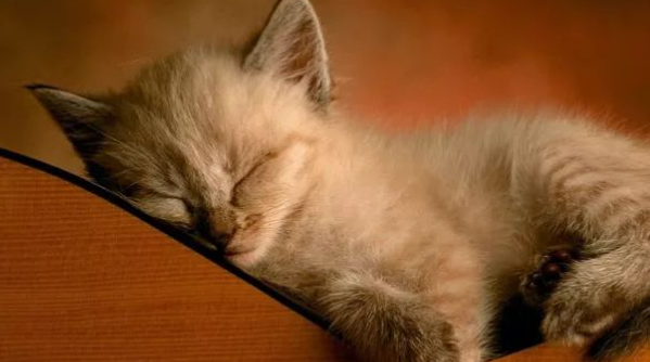 猫咪鼻头时而干燥时而湿润,是体温调节不稳吗? 猫咪鼻头时而干燥时而湿润,是体温调节不稳吗?