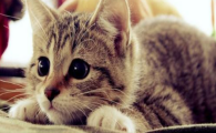 猫咪频繁啃咬磨损前爪指甲?是指甲发育异常吗?