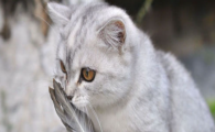 猫咪换季频繁轻微呕吐胃液？是脾胃适应不良吗？