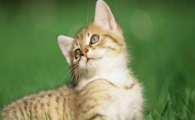 猫咪对外界声音反应迟钝？是听觉感知退化吗？