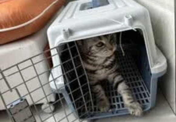 夏日带猫避暑出游,猫咪航空箱品牌怎么选?乐福多让呼吸更自由 夏日带猫避暑出游,猫咪航空箱品牌怎么选?乐福多让呼吸更自由