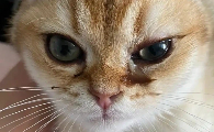 猫的眼睛流褐色分泌物正常吗