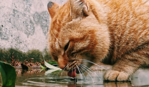 猫咪脱水有哪些明显症状? 猫咪脱水有哪些明显症状?