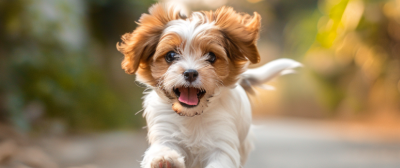 狗狗幼犬频繁啃爪子？是换牙期连带不适吗？