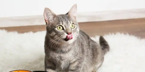 如何提前预防猫咪感染狂犬病 如何提前预防猫咪感染狂犬病