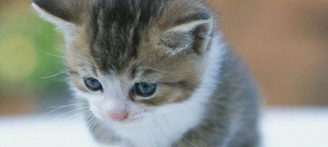 猫咪偏爱独处角落？是身体轻微不适吗？
