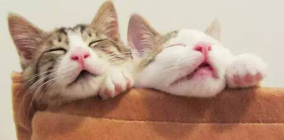 猫咪总爱歪头？暗藏耳部隐患！