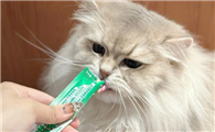 猫咪频繁掉毛需要补充什么营养?