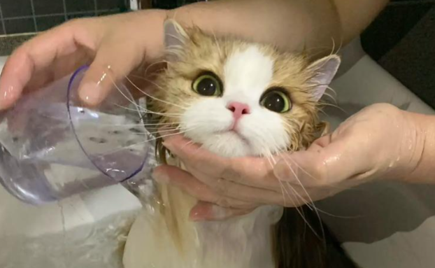 猫咪频繁掉毛、毛发干枯怎么办？