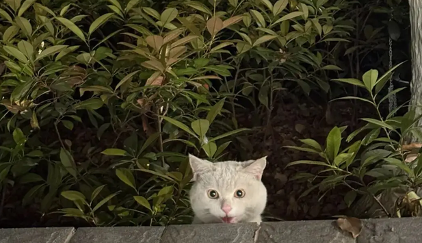 固定等候的小流浪猫,一见到就露出惊喜小模样 固定等候的小流浪猫,一见到就露出惊喜小模样