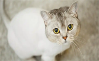 猫咪急性肠胃炎呕吐腹泻如何缓解