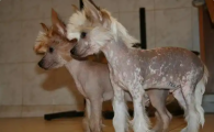 中国冠毛犬：很丑却很温柔