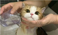 猫咪频繁掉毛、毛发干枯怎么办？
