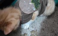 猫咪腹泻不止会脱水吗？