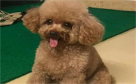 狗狗肺炎后肺部阴影怎么办