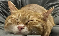 猫吃东西就吐怎么回事