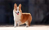 狗狗体内有蛔虫应该如何驱除