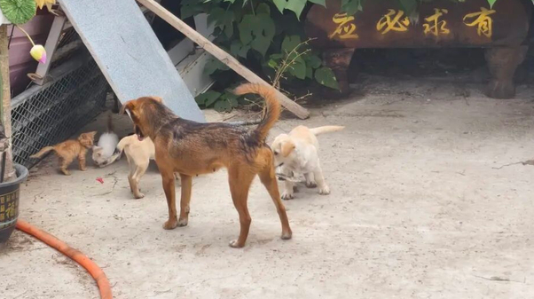 六祖景区的毛孩子们，打上了今年的狂犬疫苗