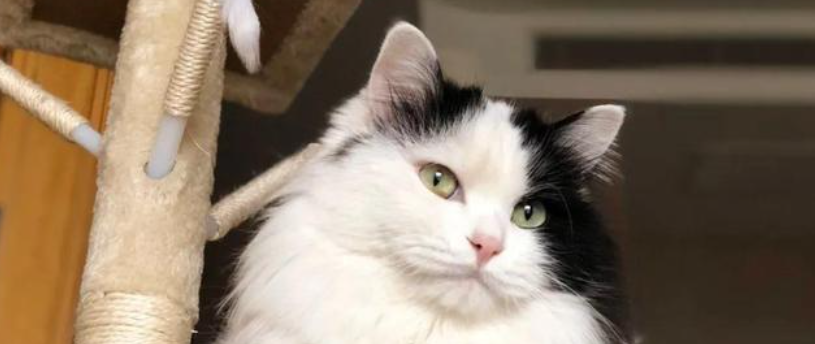 猫咪过度依赖猫砂盆排尿？是心理排尿焦虑吗？