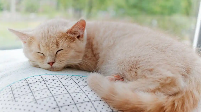 猫咪猫鼻支反复发作是什么原因 猫咪猫鼻支反复发作是什么原因