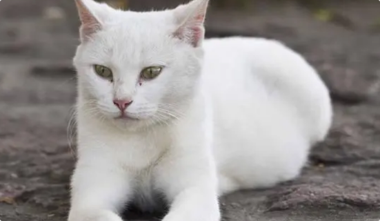 猫咪贫血有什么明显症状? 猫咪贫血有什么明显症状?