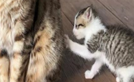 猫咪进食后立刻洗脸，是味觉残留刺激吗？