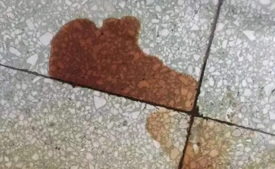 狗狗尿血阿莫西林吃几天