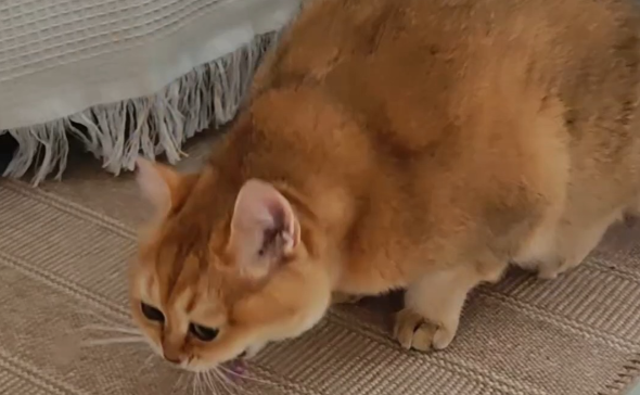猫咪经常拉肚子是什么原因，该怎么调理？