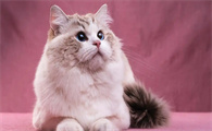 猫咪感染耳螨耳道瘙痒该怎么根治