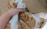 猫爪子有狂犬病毒吗
