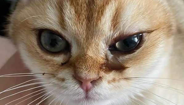 猫的眼睛流褐色分泌物正常吗