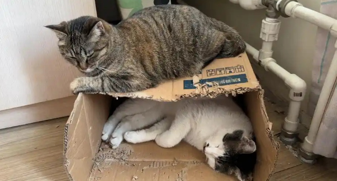 流浪猫专挑豪车“碰瓷”?真相与嫌贫爱富无关 流浪猫专挑豪车“碰瓷”?真相与嫌贫爱富无关
