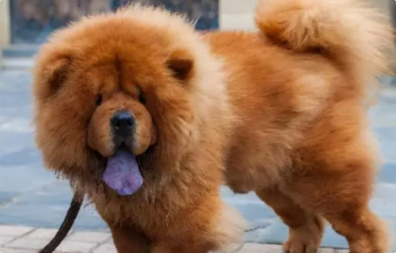 狗狗行动迟缓能恢复吗? 狗狗行动迟缓能恢复吗?