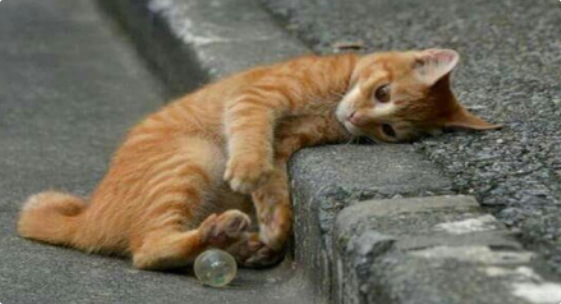 猫咪怕冷是身体虚弱的表现吗？