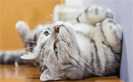 猫咪打滚蹭来蹭去怎么回事