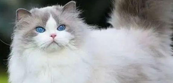 猫咪不爱换新猫砂，是嗅觉适应固化吗？