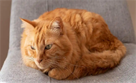 猫咪患上猫瘟之后治愈概率高吗